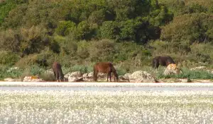 sardegna-cavalli