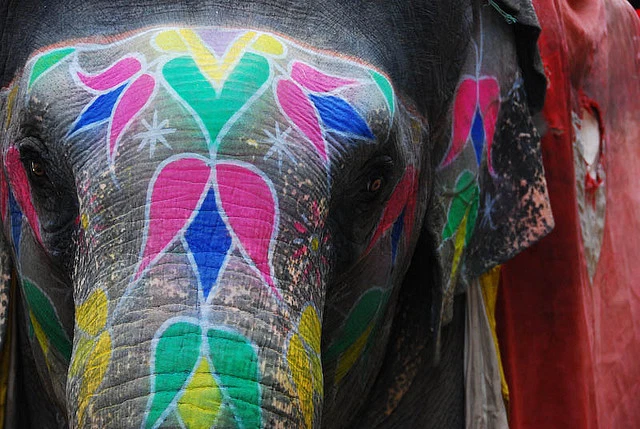 india-jaipur-elephant-festival