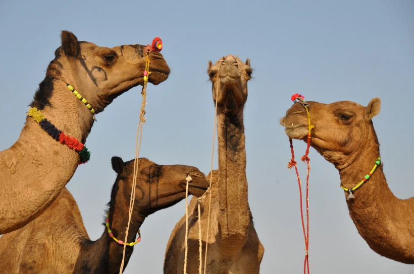 india-rajasthan-camel-festival-2