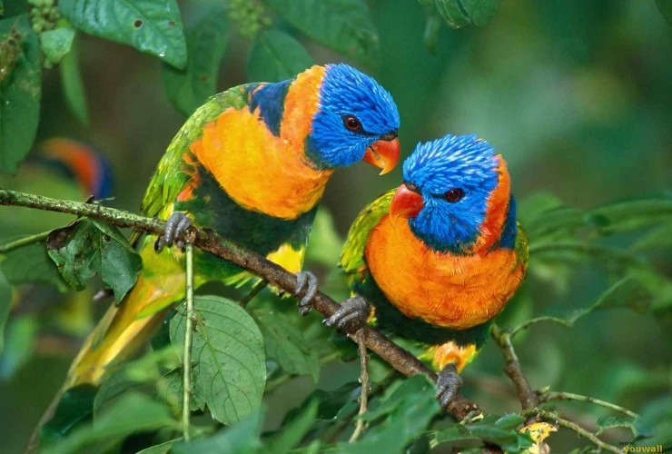 costa-rica-birds