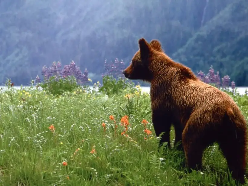 Canada_Grizzly_