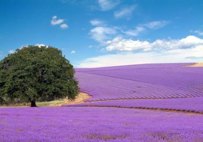 provence