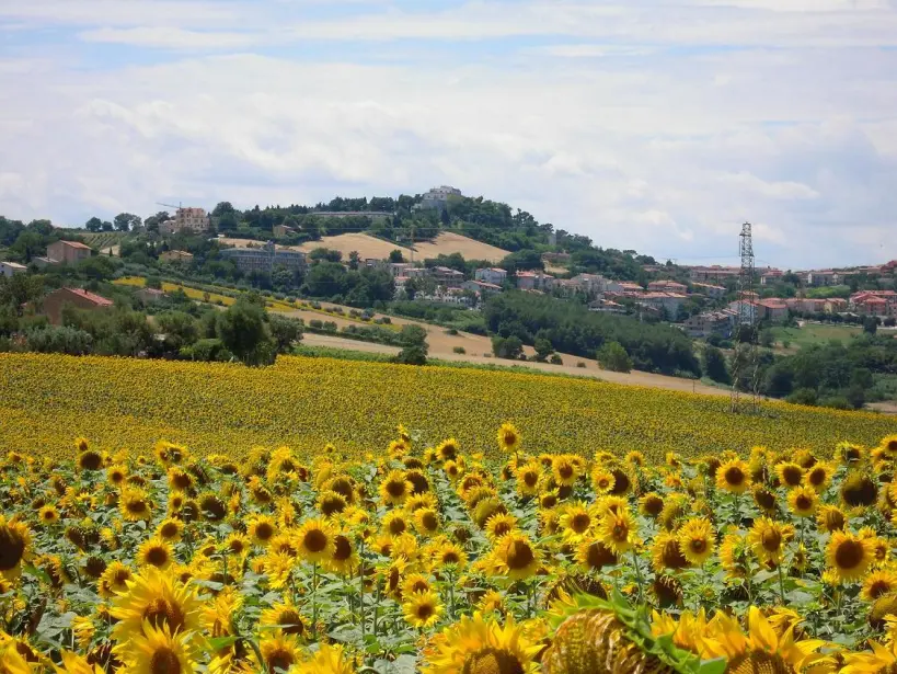 marche