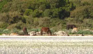sardegna-cavalli