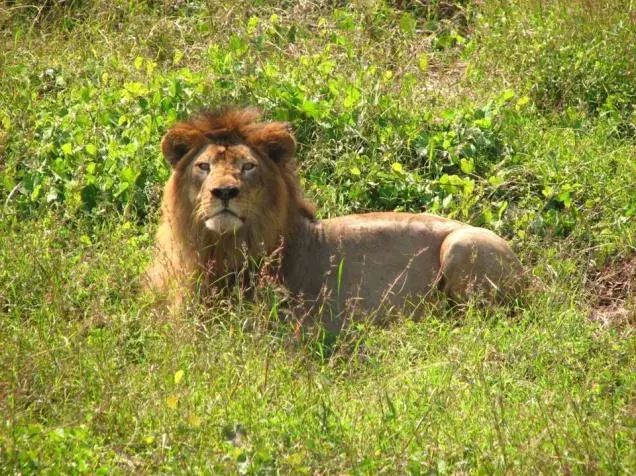 india-gujarat-asiatic-lion-2