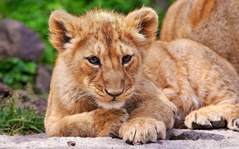 india-gujarat-asiatic-lion-3