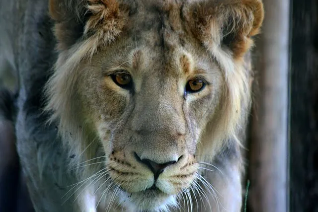 india-gujarat-asiatic-lion