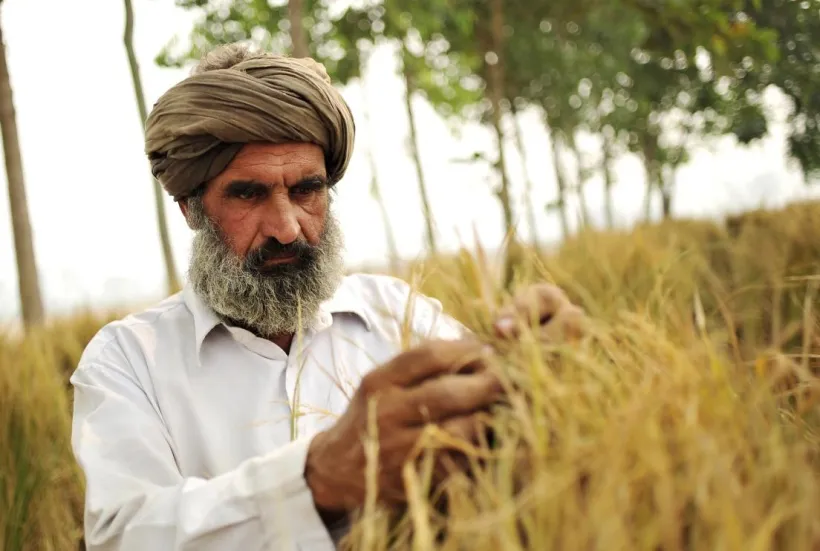 punjab-india-farmers