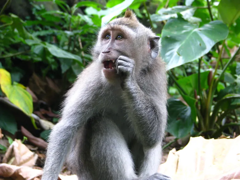 monkey1